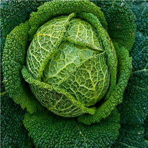 Cabbage 'Tundra' App 5 Per Strip